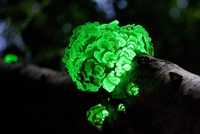 Photographie d'un champignon bioluminescent sur une branche d'arbre. Le champignon a une forme de laitue et brille d'une lumière verte claire.