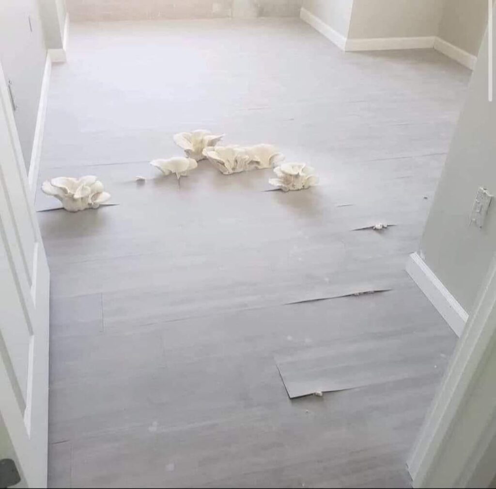 Photographie de champignons, probablement des pleurotes, poussant entre les lattes d'un parquet gondolé. La pièce est anormalement vide, semblant supposer que les lieux sont inhabités.